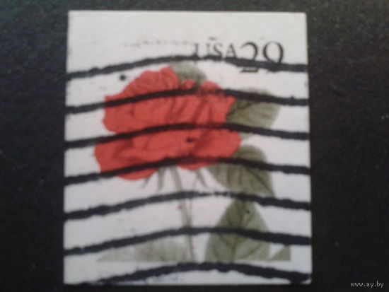 США 1993 стандарт, роза