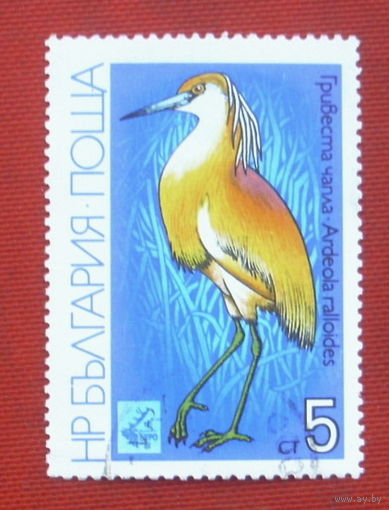 Болгария. Птицы. ( 1 марка ) 1981 года. 8-4.