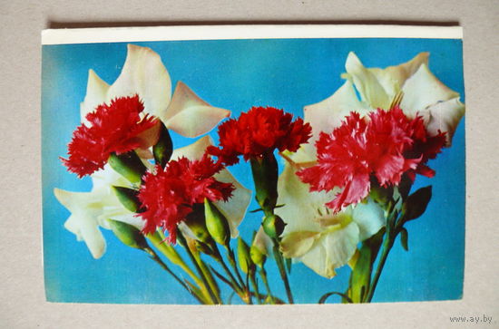 Смоляков П.(фото), Цветы; 1970, двойная, чистая.