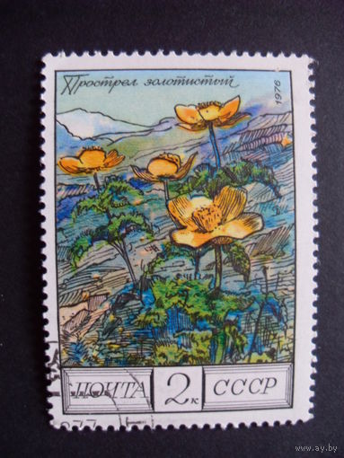 СССР. Прострел золотистый 1976 цветы