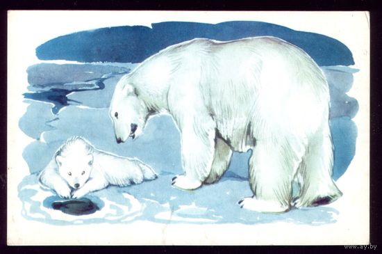 1972 год Н.Строганова Белые медведи