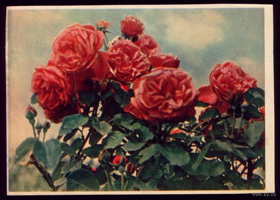 1957 год Розы