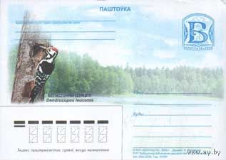 Почтовая карточка "Белоспинный дятел "