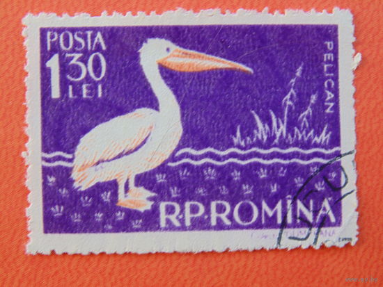 Румыния 1957г. Розовый пеликан.