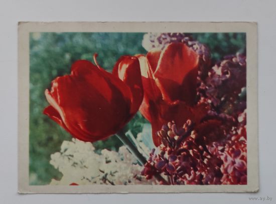 Почтовая карточка 1965 г. "Сирень и тюльпаны". Фото А. Ананьиной.