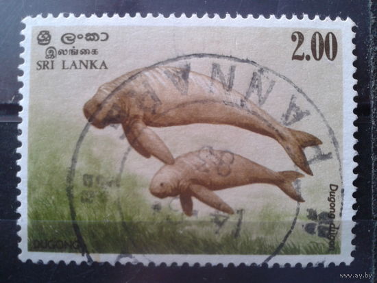 Шри-Ланка 1983 Морская фауна