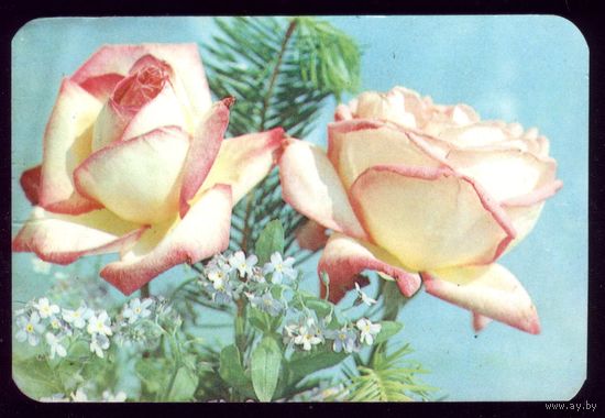 1 календарик 2 розы