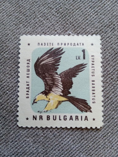 Болгария. Фауна. Птицы