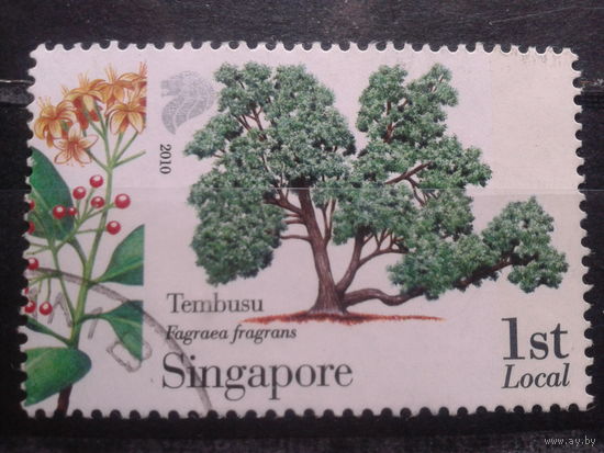 Сингапур, 2010. Дерево Тембусу
