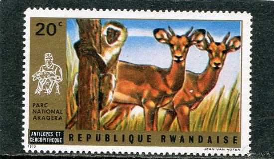 Руанда. Национальный парк. Антилопы