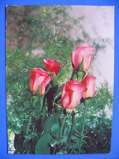 Фото, Цветы (3), Минсвязи РБ, 1995, чистая.