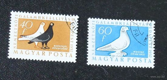Выставка голубей. Венгрия. Дата выпуска:1957-12-14