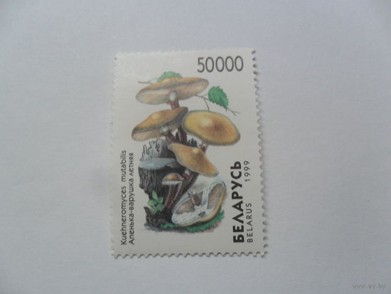 Беларусь, грибы