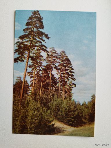 Сосны. Фото Л. Раскина. 1969 год. Чистая