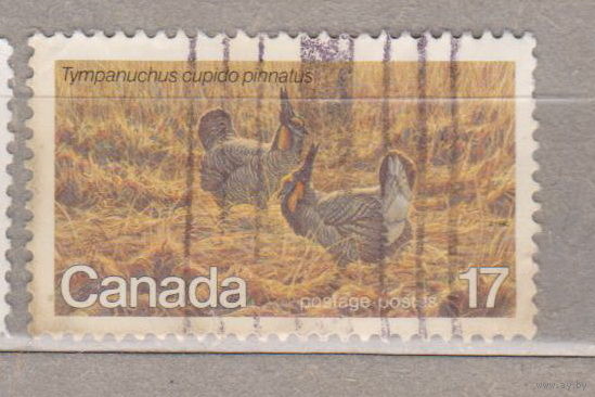 Птицы Фауна  Канада 1980 год лот 1072
