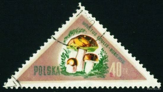 Грибы Польша 1959 год 1 марка