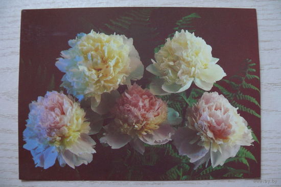 Костенко П., Цветы (пионы); 1987, 1988, чистая.