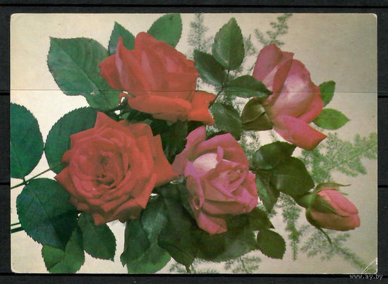 Почтовая карточка"Розы "