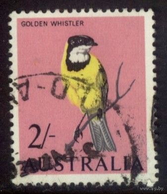Австралия 1965 Mi# 342 Австралийский золотой свистун. Гашеная (AU07)