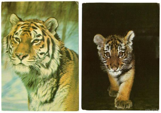 Открытки "Тигры" - 1987 год - 2 штуки