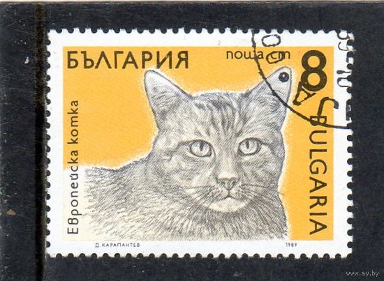 Болгария.Ми-3810.Европейский домашний кот (Felis silvestris catus). Серия: Кошки. 1989.