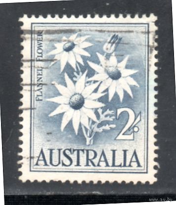 Австралия.Ми-299. Flannel Flower. Серия: Животные и цветы. 1959.