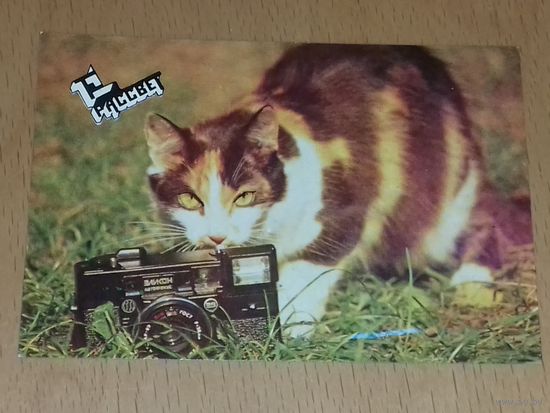Календарик 1990 Кошки. Коты. Фотоаппарат "Эликон"