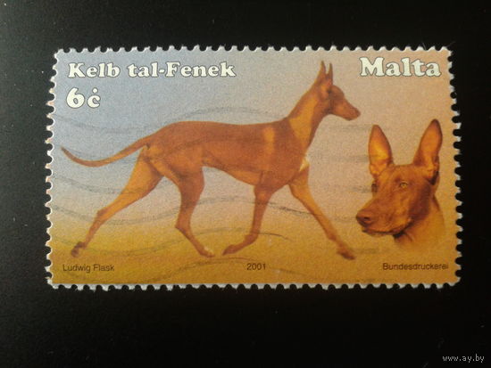 Мальта 2001 собаки