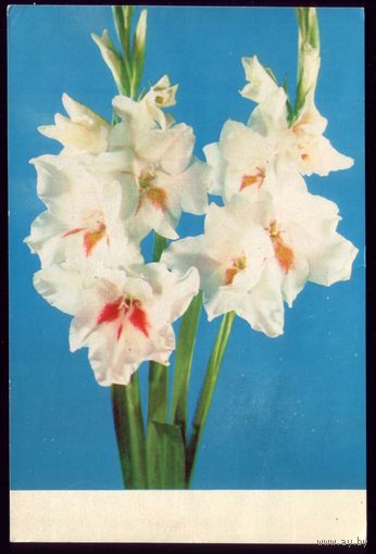 1973 год И.Кропивницкий Цветы