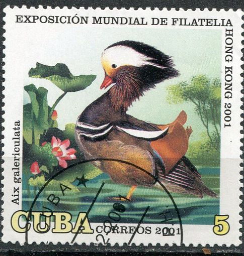 Куба. Фауна. Птицы