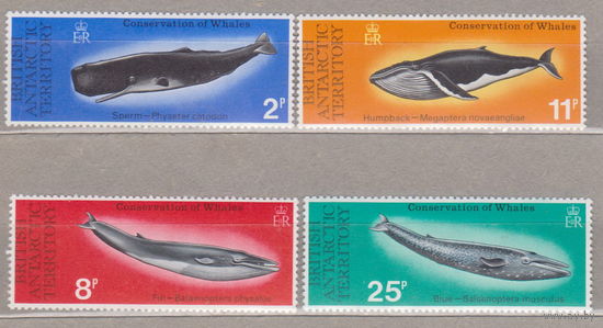 Британские Антарктические территории Фауна Сохранение китов Великобритания 1977 год  лот 16 ПОЛНАЯ СЕРИЯ ЧИСТАЯ старт менее 20% от каталога