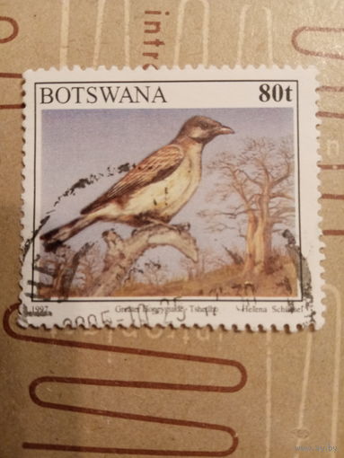 Ботсвана 1997. Фауна. Птицы