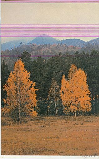 Природа. Осень. Фото Л. Вейсмана. 1985 год