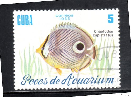 Куба.Ми-2967.Четырехглазая рыба-бабочка. Серия: Аквариумные рыбы.1985.