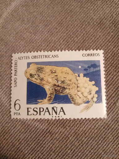 Испания. Лягушки. Alytes Obstetricans