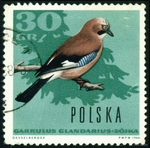 Лесные птицы Польша 1966 год 1 марка