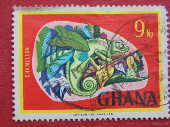 Гана. Хамелеон.