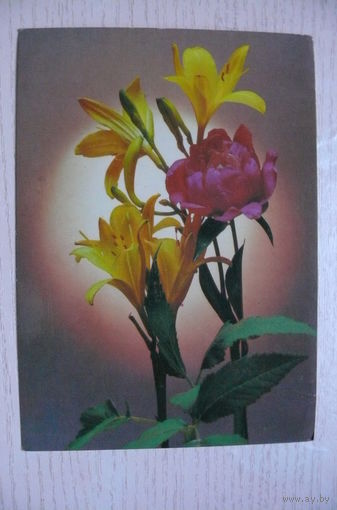 Стейнерт Э., Стейнерт Т., Композиция из цветов, 1985, подписана.