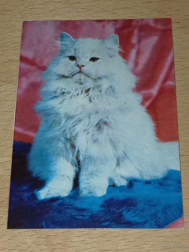 Календарик 1989 Кошки. Коты