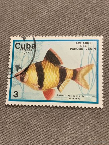 Куба 1977. Рыбы. Barbus tetrazona. Марка из серии