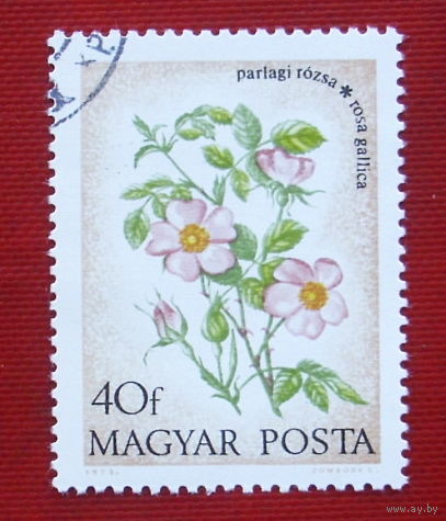 Венгрия. Цветы. ( 1 марка ) 1973 года. 9-11.