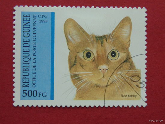 Гвинея 1995г. Коты.