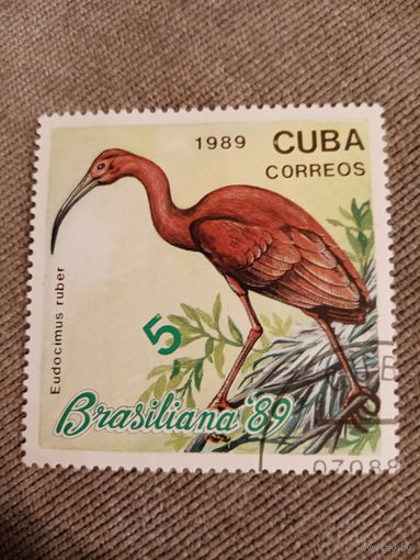 Куба 1989. Птицы. Eudocimus Ruber