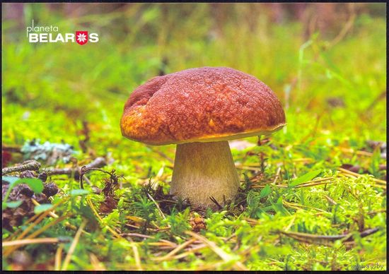 Беларусь 2019 флора грибы боровик