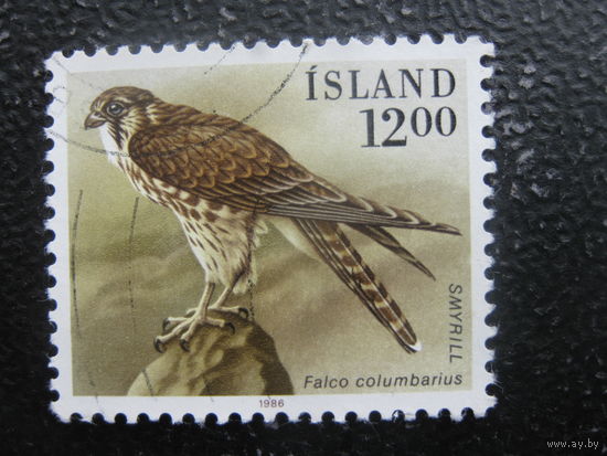 Исландия птицы 3