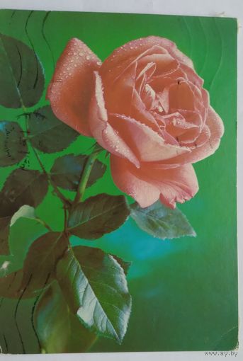 Открытка ,,роза,, 1988 г. подписана