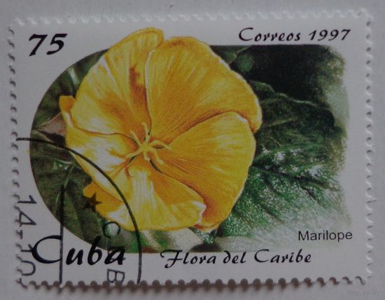 Куба.1997.цветок