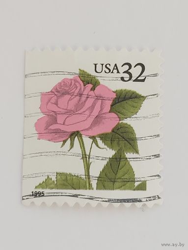 США Розовая роза