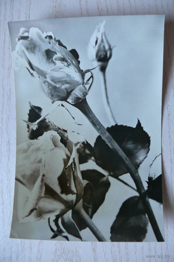 Цветы; 1964, подписана (Болгария).