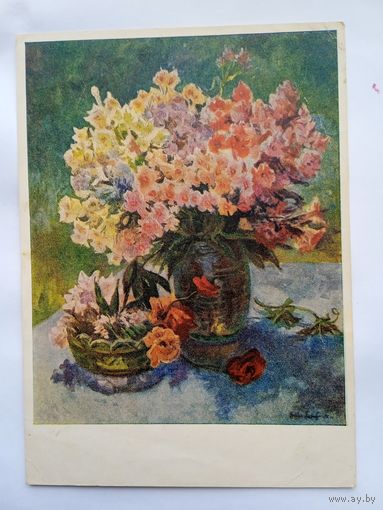 1956. цветы. Никонов. Флоксы и маки